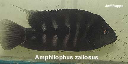 Amphilophus zaliosus Tangled Up in