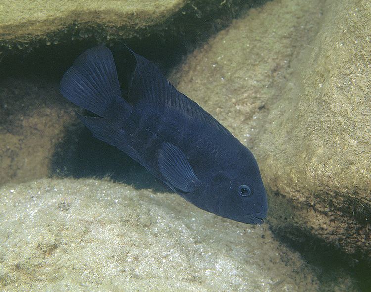 Amphilophus zaliosus Amphilophus zaliosus arrow cichlid in Laguna de Apoyo