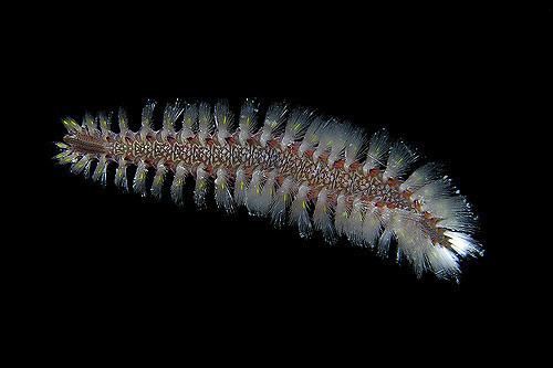 Amphinomidae A pretty fire worm Notopygos sp Amphinomidae from Great Flickr