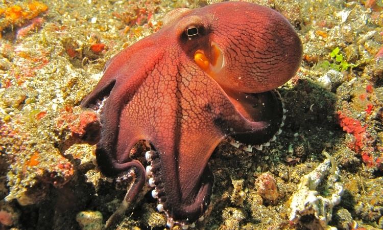 Amphioctopus FileCoconut Octopus Amphioctopus marginatus 6079648725jpg