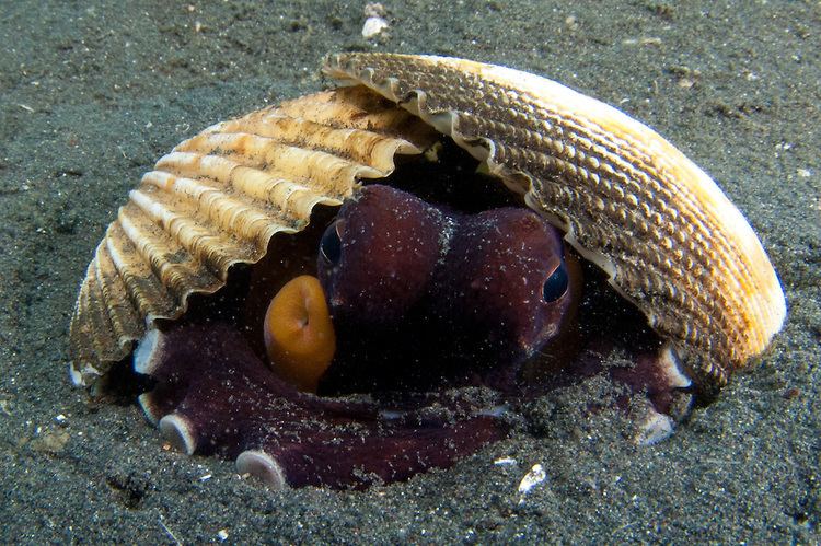 Amphioctopus marginatus Molluscs Steve Jones