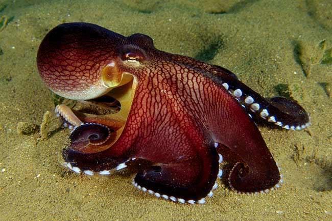 Amphioctopus marginatus 1000 images about Amphioctopus marginatus on Pinterest Octopus