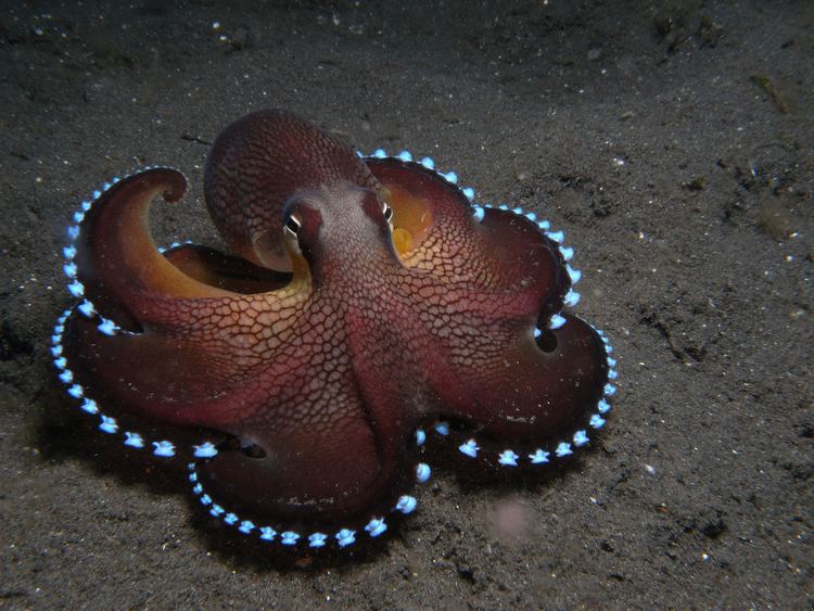 Amphioctopus marginatus Amphioctopus marginatus Coconut Octopus