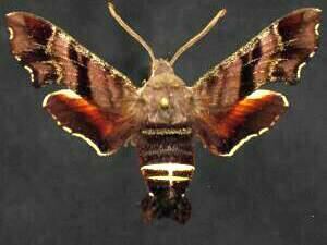 Amphion floridensis Moth Photographers Group Amphion floridensis 7873
