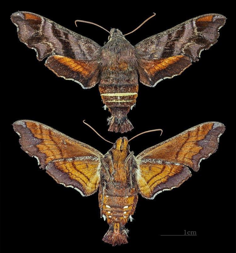 Amphion (moth)