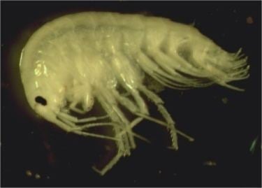 Amphipoda Scuds or Side Swimmers Amphipoda NYS Dept of Environmental