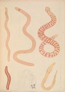 Amphiporus lactifloreus httpsuploadwikimediaorgwikipediacommonsthu