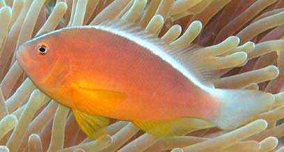 Amphiprion akallopisos Amphiprion Clownfish FishMoDo