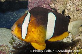 Amphiprion akindynos Barrier Reef Anemonefish Photos Stock Photos of Barrier Reef