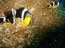 Amphiprion fuscocaudatus httpsuploadwikimediaorgwikipediacommonsthu