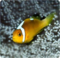 Amphiprion leucokranos httpswwwbluezooaquaticscomimagesproductsFi