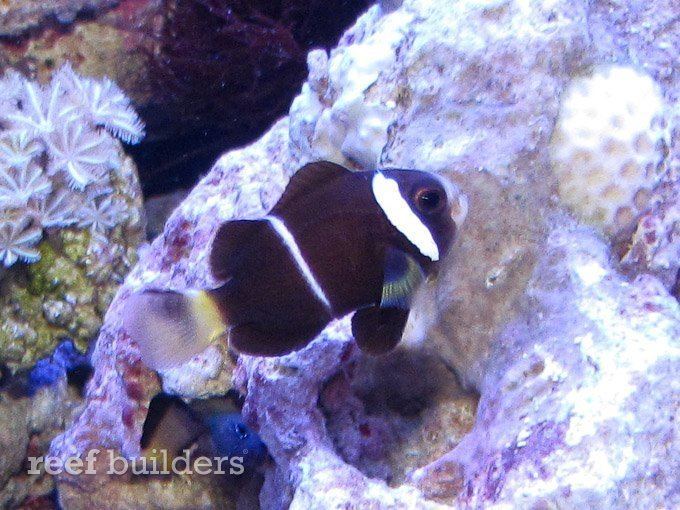 Amphiprion mccullochi Juicy captive bred Amphiprion Mccullochi clownfish showed off by ORA