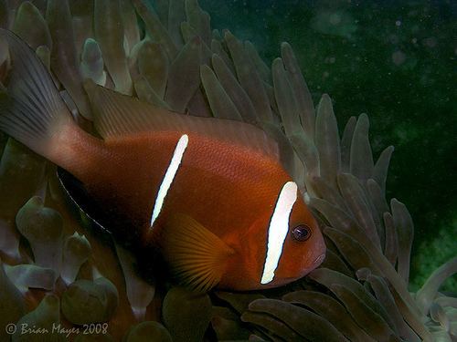Amphiprion omanensis Official Clownfish Identification The FragTankca