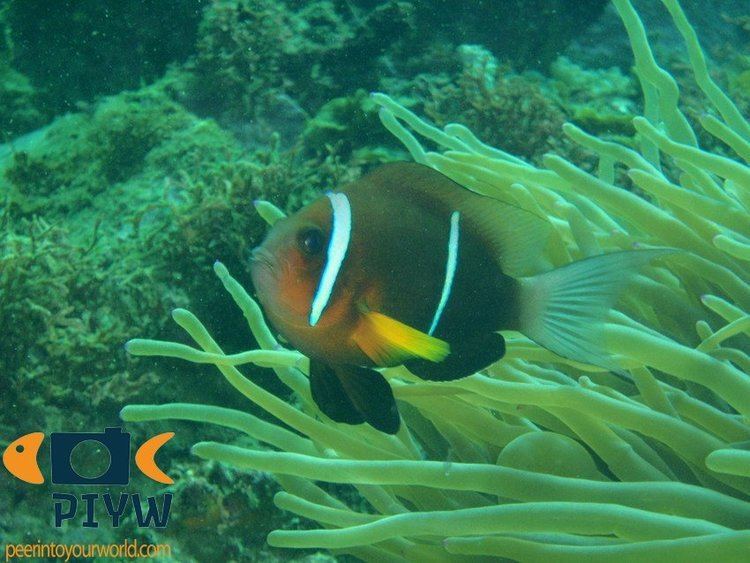 Amphiprion omanensis Amphiprion omanensis Oman anemonefish