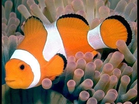 Amphiprioninae Amphiprioninae Clownfish or anemonefish YouTube