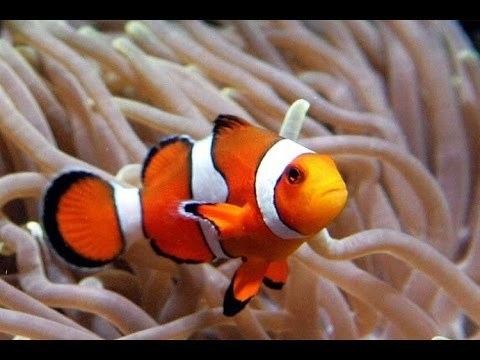 Amphiprioninae Clown Fish Nemo Amphiprioninae Clownfish YouTube