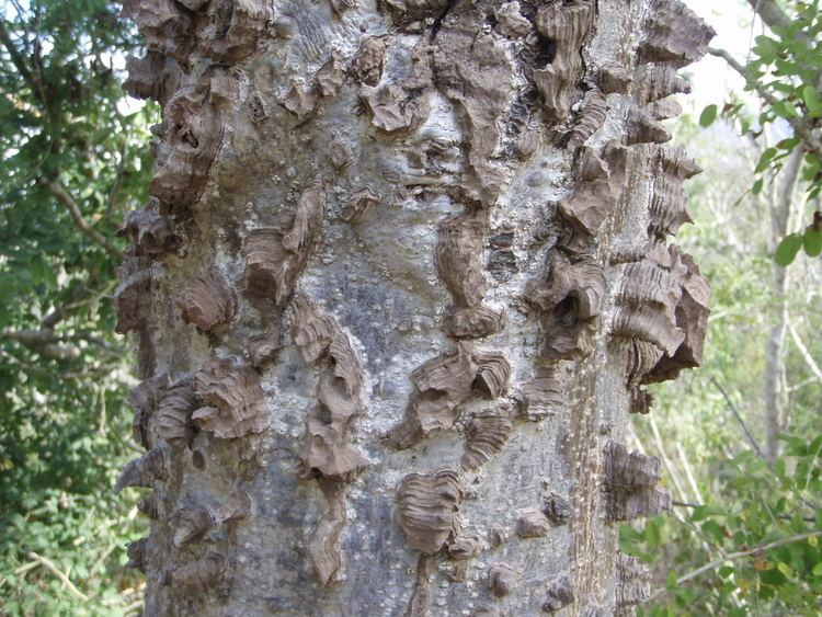 Amphipterygium adstringens Aadstringens Flora de la Estacin de Biologa Chamela