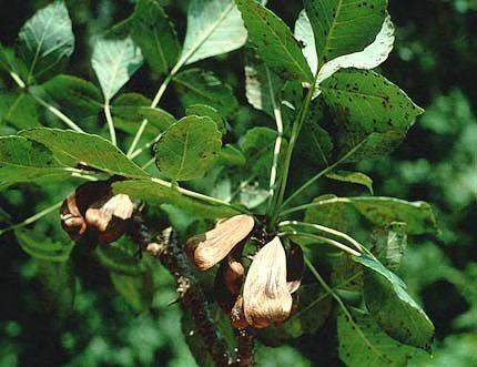 Amphipterygium adstringens Amphipterygium adstringens Useful Tropical Plants