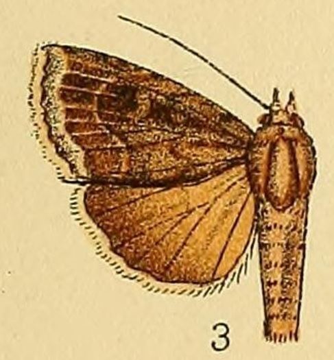 Amphipyra alpherakii