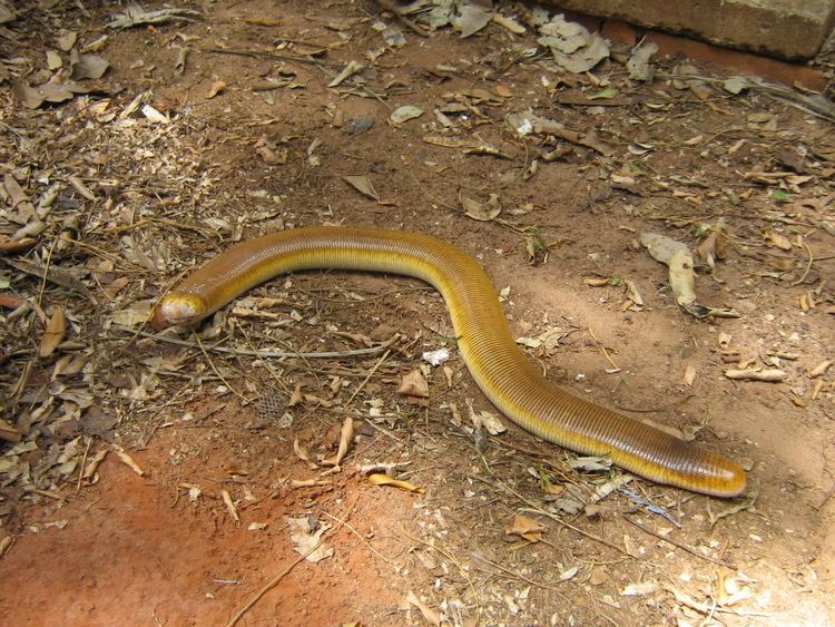 Amphisbaena alba CalPhotos Amphisbaena alba Red Worm Lizard