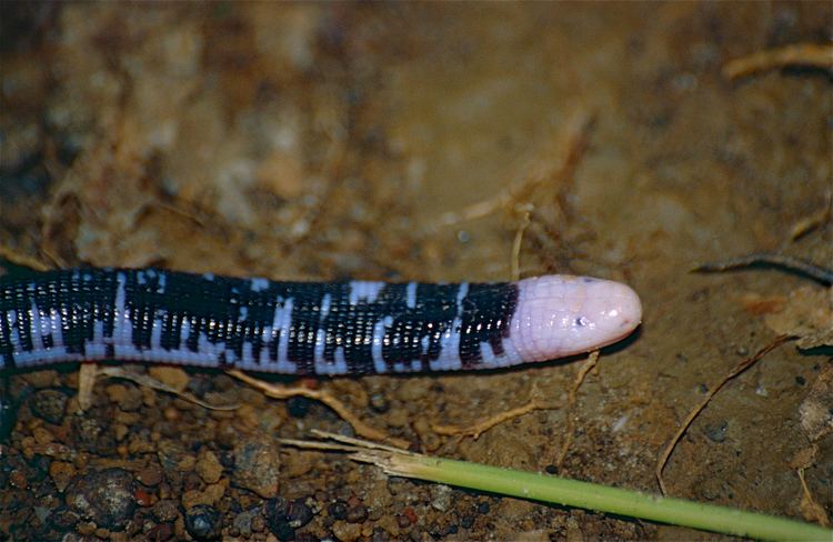 Amphisbaena fuliginosa FileSpeckled Worm Lizard Amphisbaena fuliginosa found by Jean