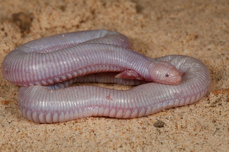 Amphisbaenidae Mexico Baja California Sur 20132014 cages