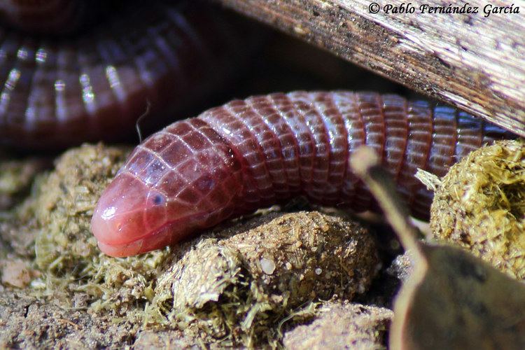 Amphisbaenidae The World39s Best Photos of amphisbaenidae Flickr Hive Mind