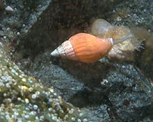 Amphissa (gastropod) httpsuploadwikimediaorgwikipediacommonsthu