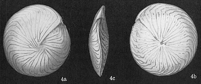Amphistegina World Foraminifera Database Photogallery