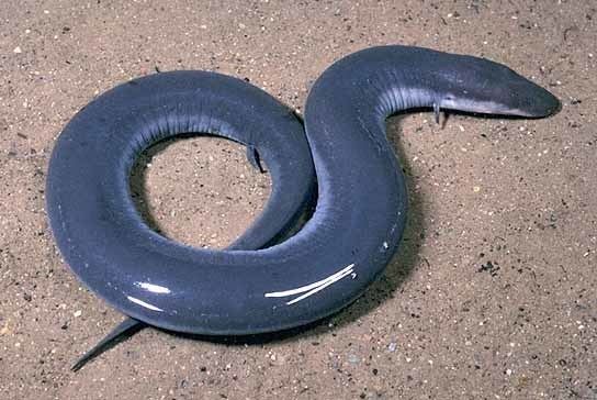 Amphiuma ThreeToed Amphiuma Congo Snake Congo Eel