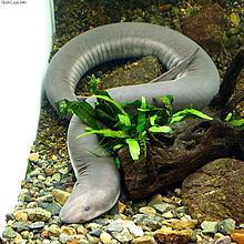 Amphiuma tridactylum httpsuploadwikimediaorgwikipediacommonsthu
