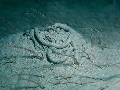 Amphiura filiformis Amphiura filiformis Marine Life Encyclopedia