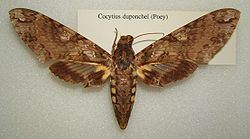 Amphonyx duponchel httpsuploadwikimediaorgwikipediacommonsthu