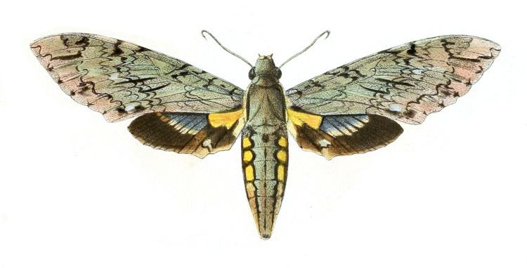 Amphonyx rivularis