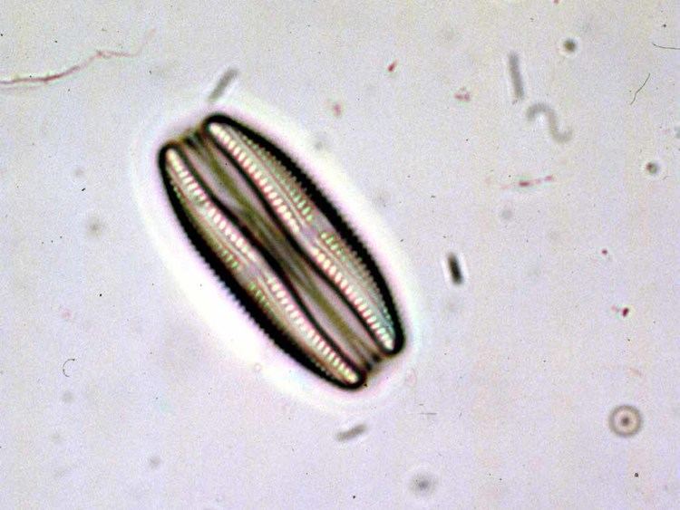 Amphora (diatom)