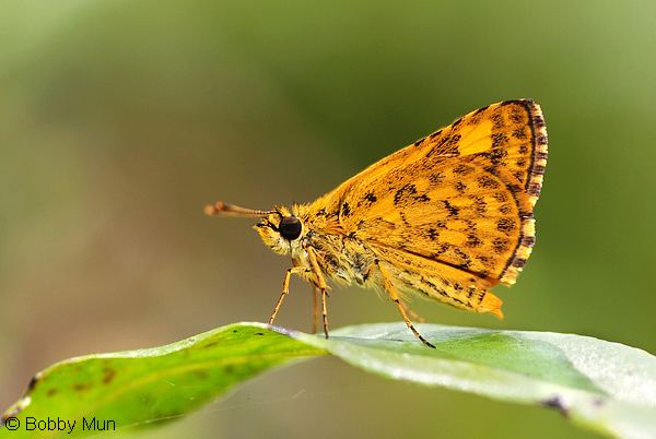 Ampittia dioscorides ButterflyCircle Checklist