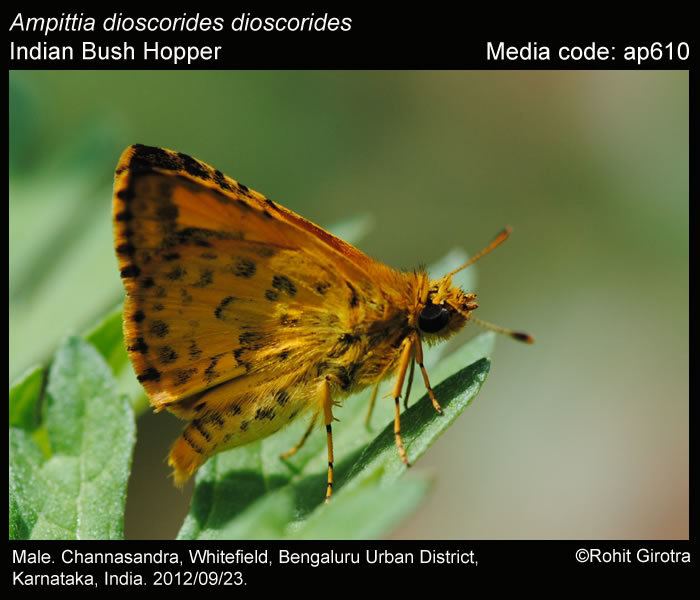 Ampittia dioscorides Ampittia dioscorides Bush Hopper Butterflies of India