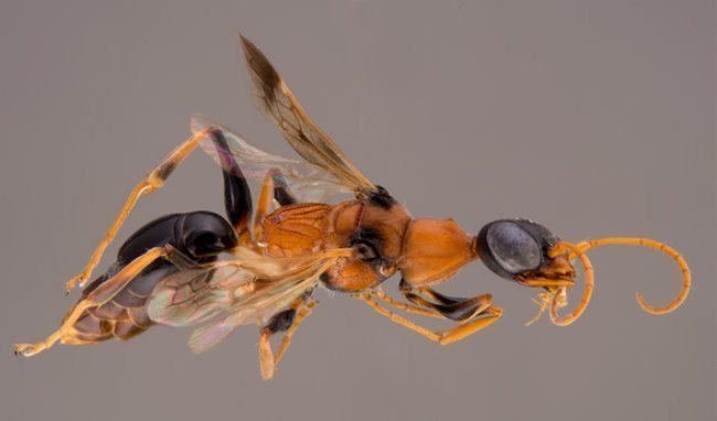 Ampulex dementor This Is The 39Zombie Wasp39 And I NEVER Want To Get Stung By It