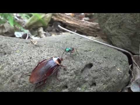 Ampulex dementor Wasp walks Zombie Roach YouTube