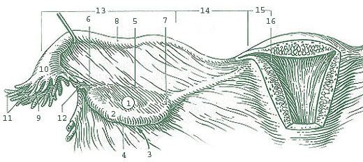 Ampulla of uterine tube
