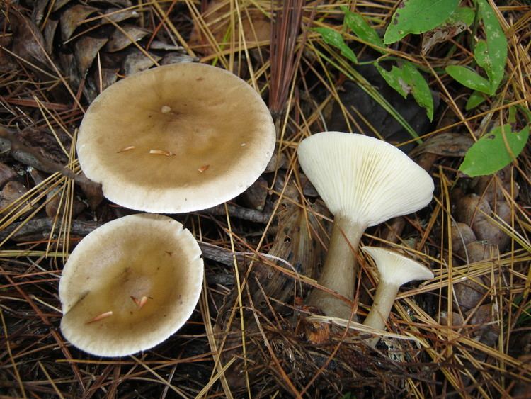 Ampulloclitocybe clavipes FileAmpulloclitocybe clavipes 110803jpg Wikimedia Commons