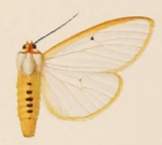 Amsacta aureolimbata