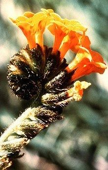 Amsinckia grandiflora httpsuploadwikimediaorgwikipediacommonsthu