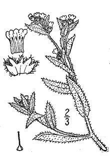 Amsinckia lycopsoides httpsuploadwikimediaorgwikipediacommonsthu