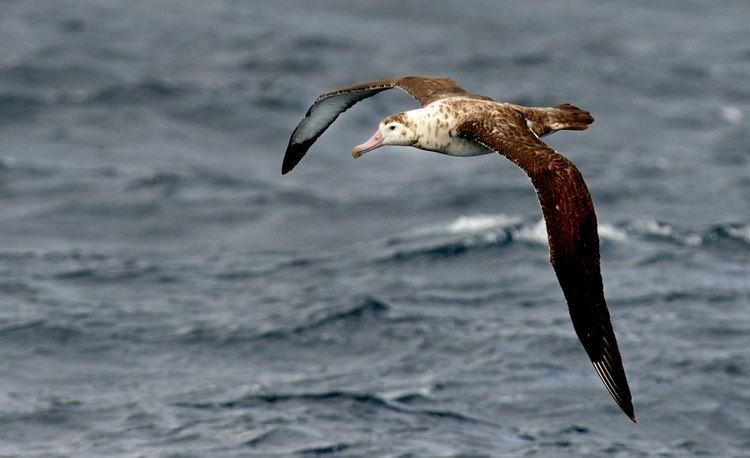 Amsterdam albatross Conservation of Amsterdam Albatrosses Shark Research