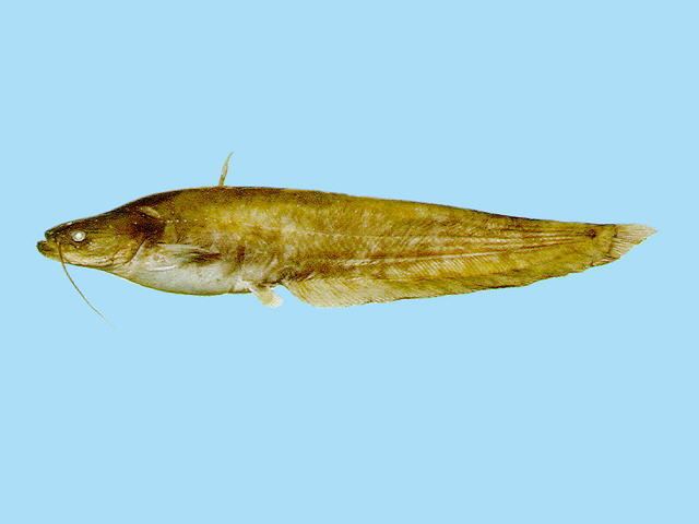 Amur catfish Silurus asotus Amur catfish Parasilurus asotus