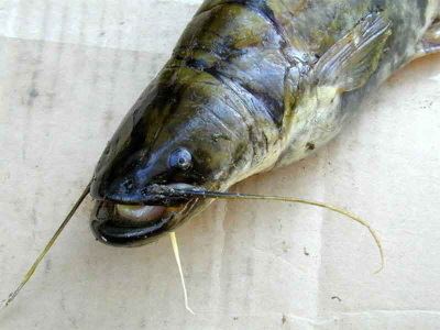 Amur catfish AMUR FISH DIVERSE AND TASTY