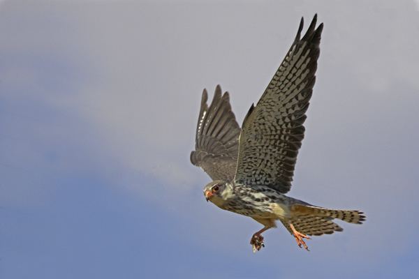Amur falcon Meet Bano Haralu the Lady Who Saved Nagaland39s Amur Falcons