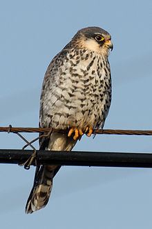 Amur falcon httpsuploadwikimediaorgwikipediacommonsthu
