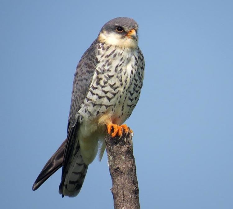 Amur falcon Story of Amur falcon gr8 migratory bird Google Groups